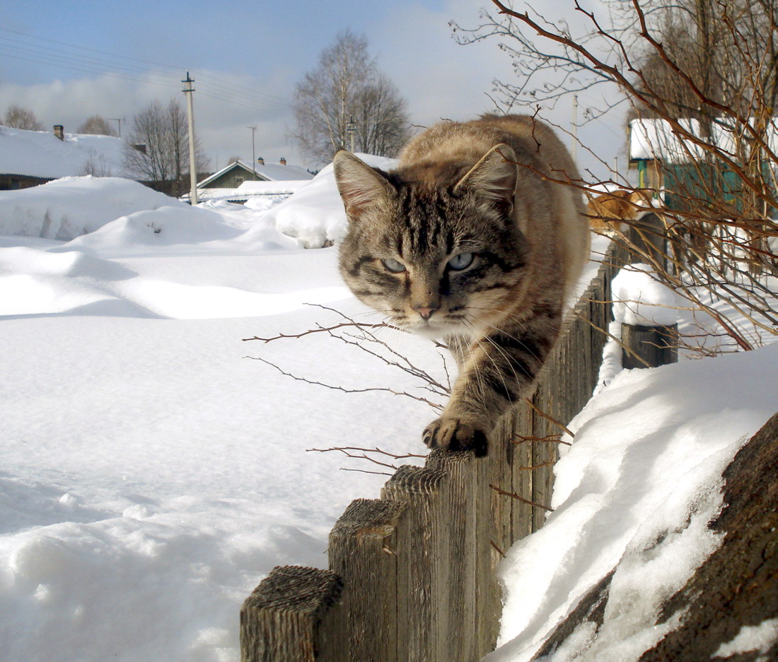 Вася шел от дома. Котики весной. Кот зимой.